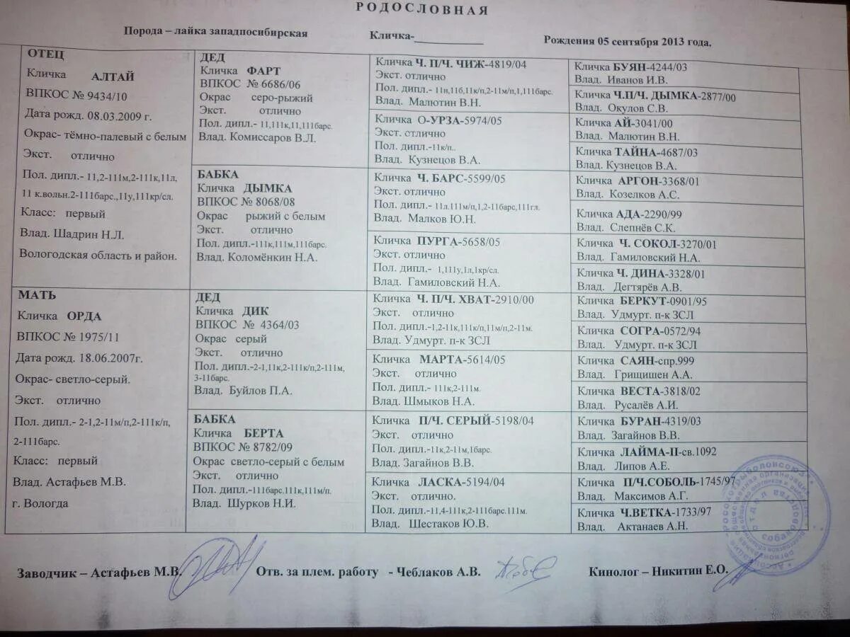 Клички западно сибирских лаек. Клички собак западно сибирская лайка. Клички собак западно сибирская лайка. Клички охотничьих собак кобелей лаек западно сибирских. Клички собак западно сибирская лайка.