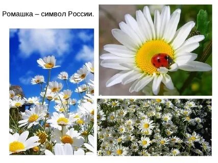 Какой цветок является символом дня семьи