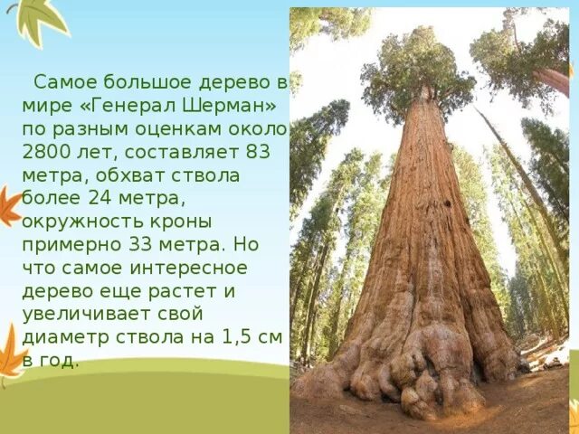 Текст под тенью двух громадных деревьев