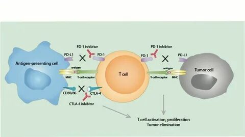 Immune checkpoint