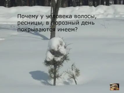 Инеем же были покрыты брови клары
