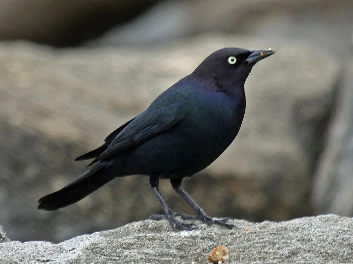 Кубинский траурный трупиал. Белогрудый дрозд. Чернець. Sits blackbird. Black bird s.