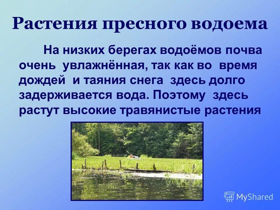 Небольшие сообщества. Жизнь в пресной воде. Жизнь в пресных водоемах. Водоемы презентация. Доклад о водоемах.