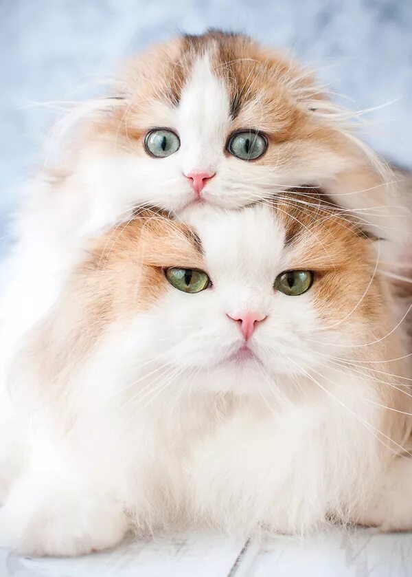 няшные котята. котята милашки. пушистые котятки. кошки маленькие милые. милый кот.