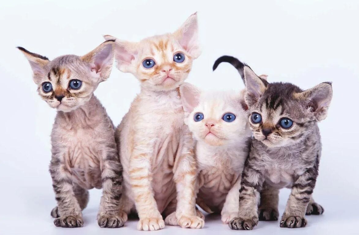 Allerca GD Katze Cats musical, Cat adoption, Toxic plants for cats