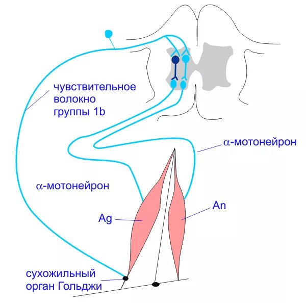 Глотательный рефлекс рефлекторная дуга. Рефлекторная дуга глотательного рефлекса схема. Схема глотательного рефлекса. Схема глотательного рефлекса анатомия.