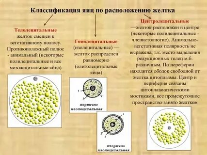 Яйцеклетка человека изолецитальная