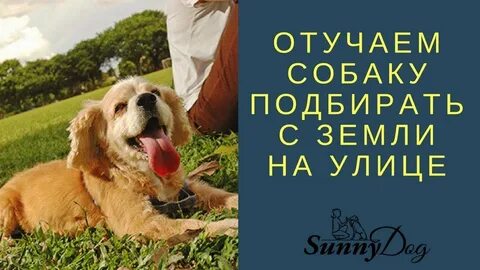 Как отучить щенка подбирать с земли