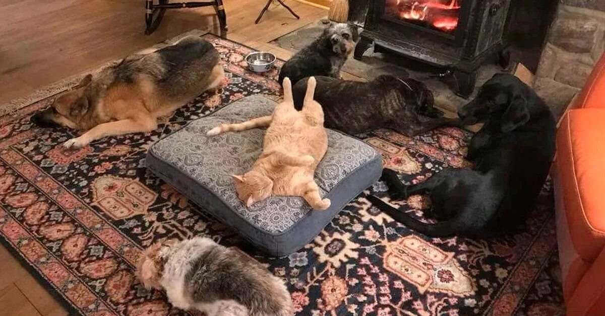Доминируй кот с собаками. Кошки хозяева в доме. Кот в доме хозяин. Лежанка для кошек и собак. Доминирование щенков