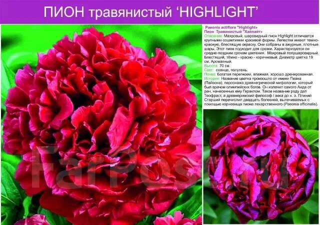 Пион тернер описание
