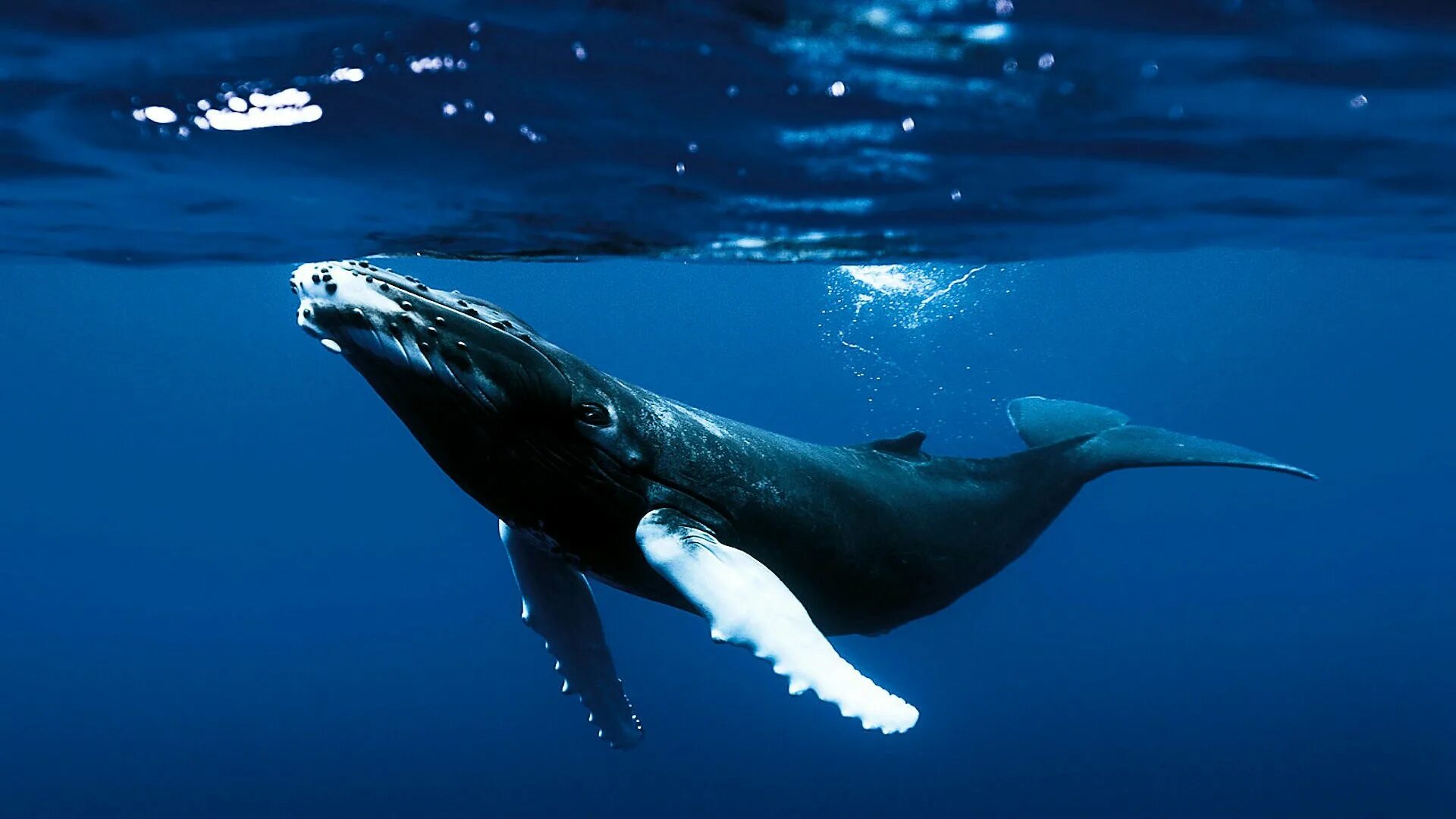 Горбатый кит. Финвал кит. Горбач горбатый кит. Синий горбатый кит.