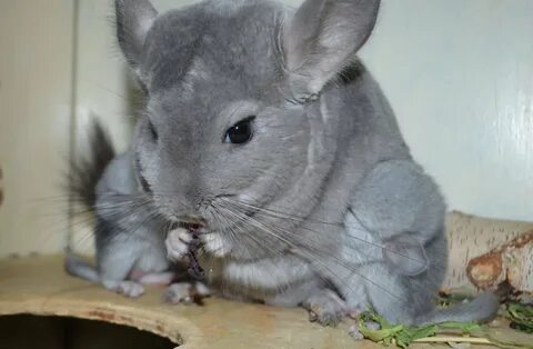 Шиншилла без