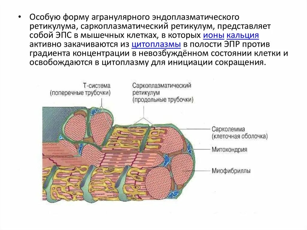 Цистерны саркоплазматического ретикулума. Цистерны саркоплазматического ретикулума