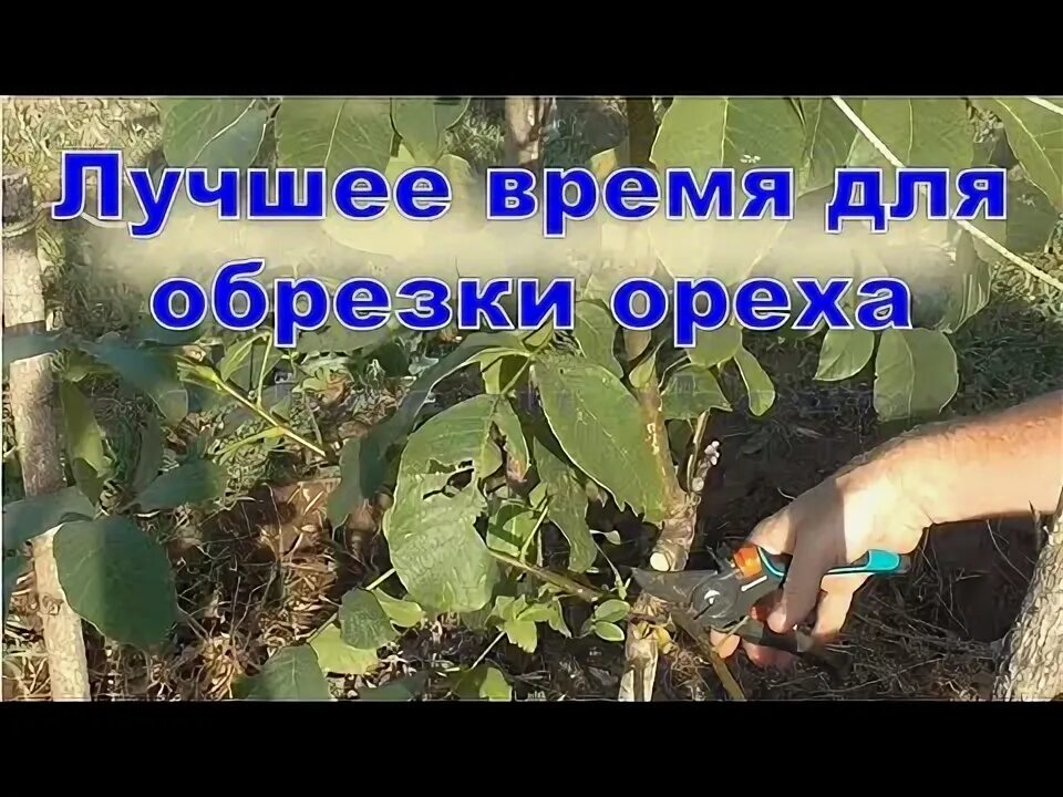 Как правильно делать обрезку ореха. Формировка кроны грецкого ореха. обрезать грецкий орех. обрезка грецкого ореха когда и как правильно ее делать. когда обрезать грецкий орех.