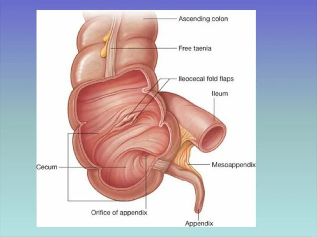 Подвздошно слепокишечный сфинктер. Илеоцекальный клапан баугиниева заслонка. Илеоцекальный сфинктер. Строение илеоцекального клапана. Боль в слепой кишке
