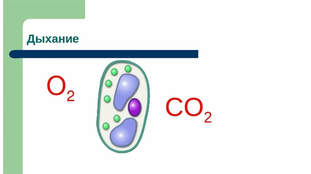 Клеточное дыхание схема 6 класс. Дыхание клетки 6 класс. Процесс дыхания клетки 5 класс. Клеточное дыхание это 6 класс.