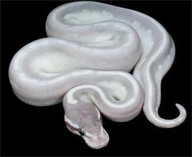 Pet python