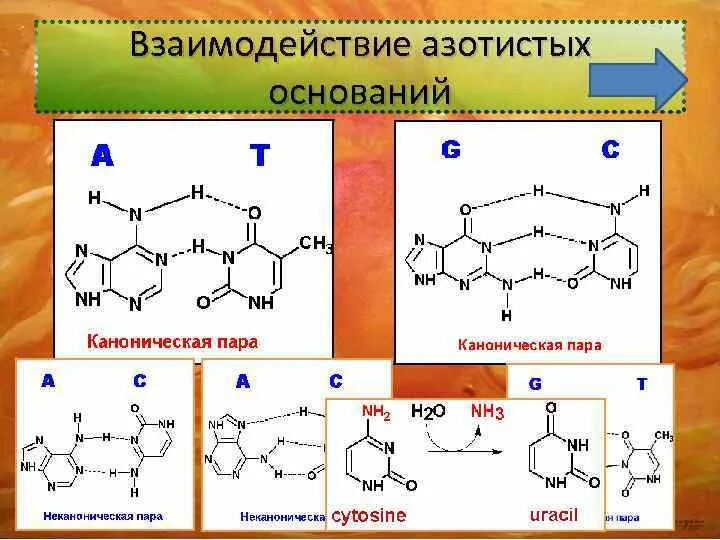 Комплементарные пары азотистых оснований в РНК. Соединение азотистых оснований в ДНК. Как соединяются азотистые основания. Соединение комплементарных азотистых оснований.