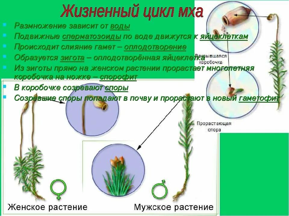 Размножение мха Кукушкин лен. Строение и жизненный цикл мхов. Размножение и жизненный цикл мхов. Жизненный цикл моховидных.