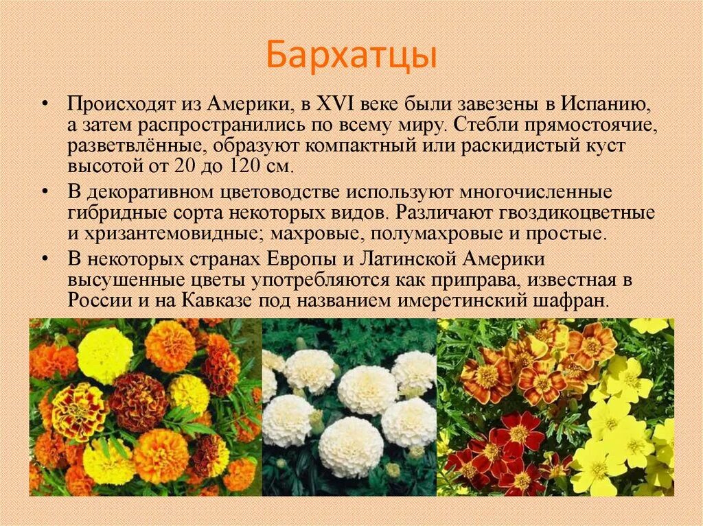 Сложноцветные воронковидные. Формула сложноцветных двудольных растений. Тест по биологии 7 класс семейство сложноцветные. Лекарственные растения семейства сложноцветных. Дикорастущие сложноцветные растения.