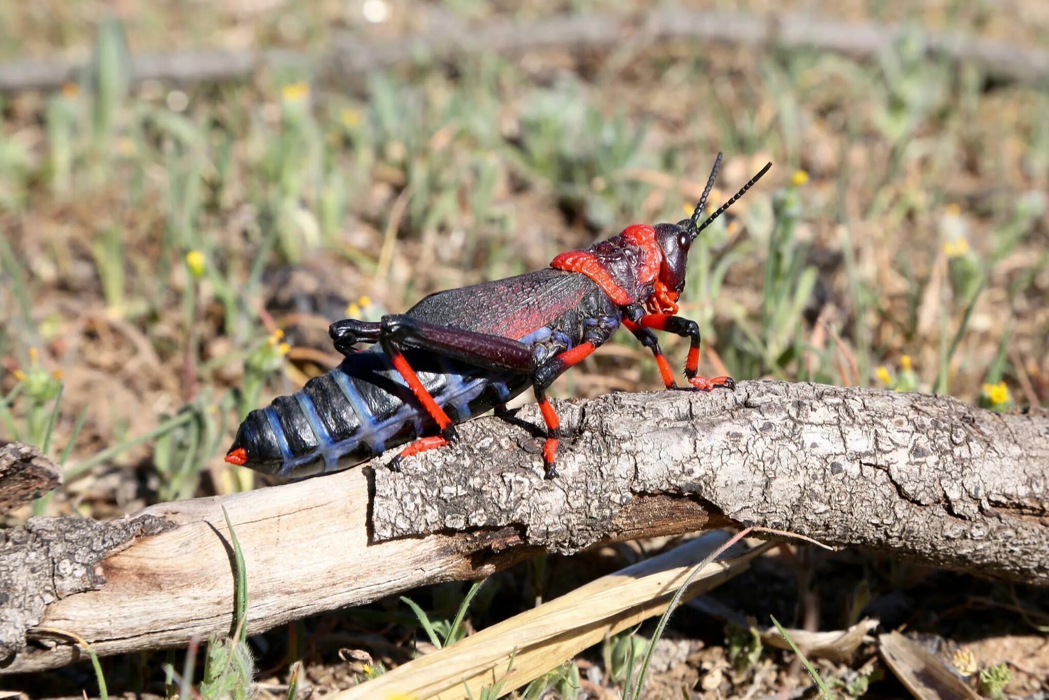 Пою крыльями слушаю ногами. Dictyophorus Spumans. Как поют насекомые примеры. Dictyophorus griseus. Разные виды саранчей красно чорная.