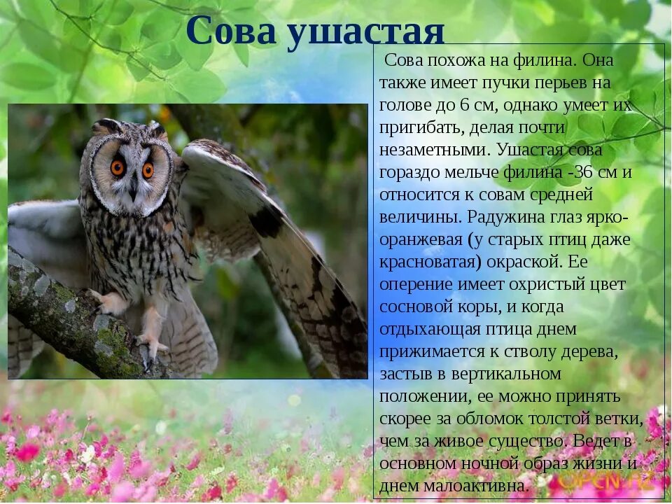 Текст про сову. Описание Совы. Ушастая Сова описание. Доклад про сову. Сова птица описание.