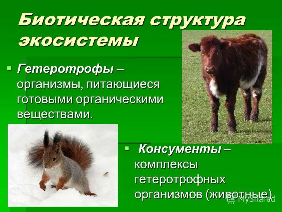 гетеротрофы в экосистеме являются. гетеротрофы в экосистеме являются. гетеротрофы в экосистемах являются. типы питания автотрофы. прокариоты элкприоты гетеротровы афьотрофы.