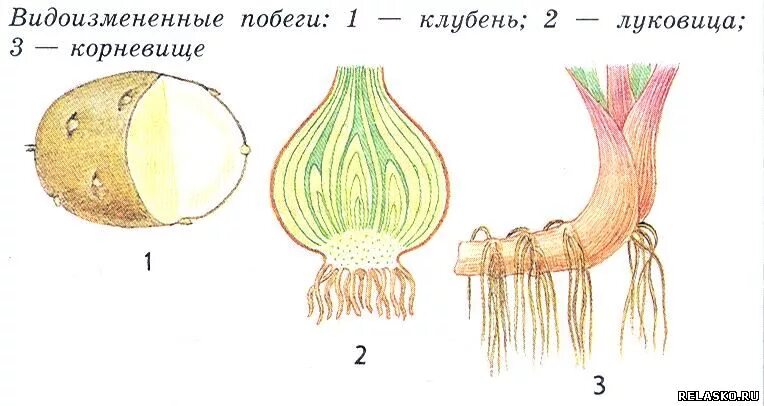Изучение строения корневища лабораторная работа 6 класс. Строение корневища клубня и луковицы. корневище клубень луковица. видоизмененные побеги. строение клубня. строение луковицы. что такое корневище клубень и луковица биология.
