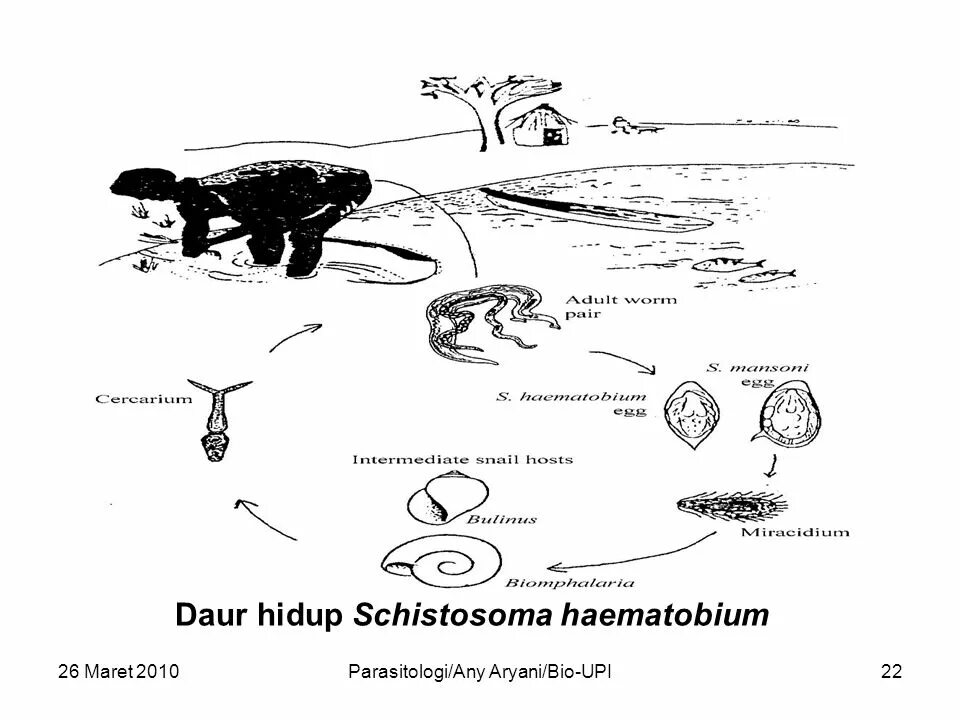Schistosoma mansoni жизненный цикл. Schistosoma haematobium жизненный цикл. Схема жизненного цикла Schistosoma haematobium. Schistosoma haematobium цикл развития.