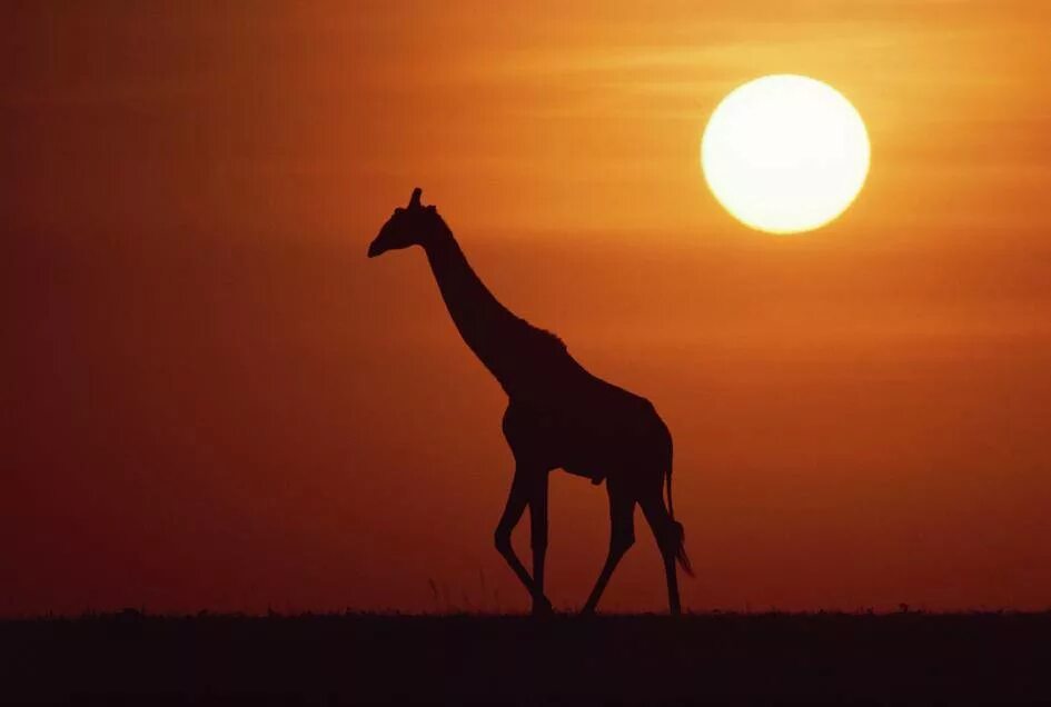 Жираф на озере Чад Гумилев. Жираф на озере Чад. Озеро Чад Жирафы. Я вижу твоего жирафа