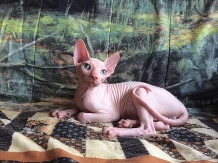 Котята сфинкса в месяц