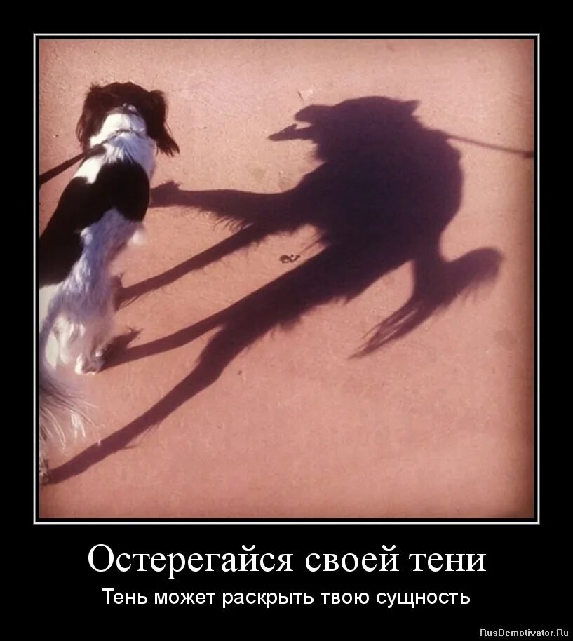 Смешная тень. Она верила мне когда я врал. Цитаты из фильма курьер. Мужчина скучает по женщине. Мемы про тайну.