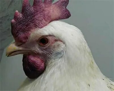 Признаки птичьего гриппа у кур симптомы