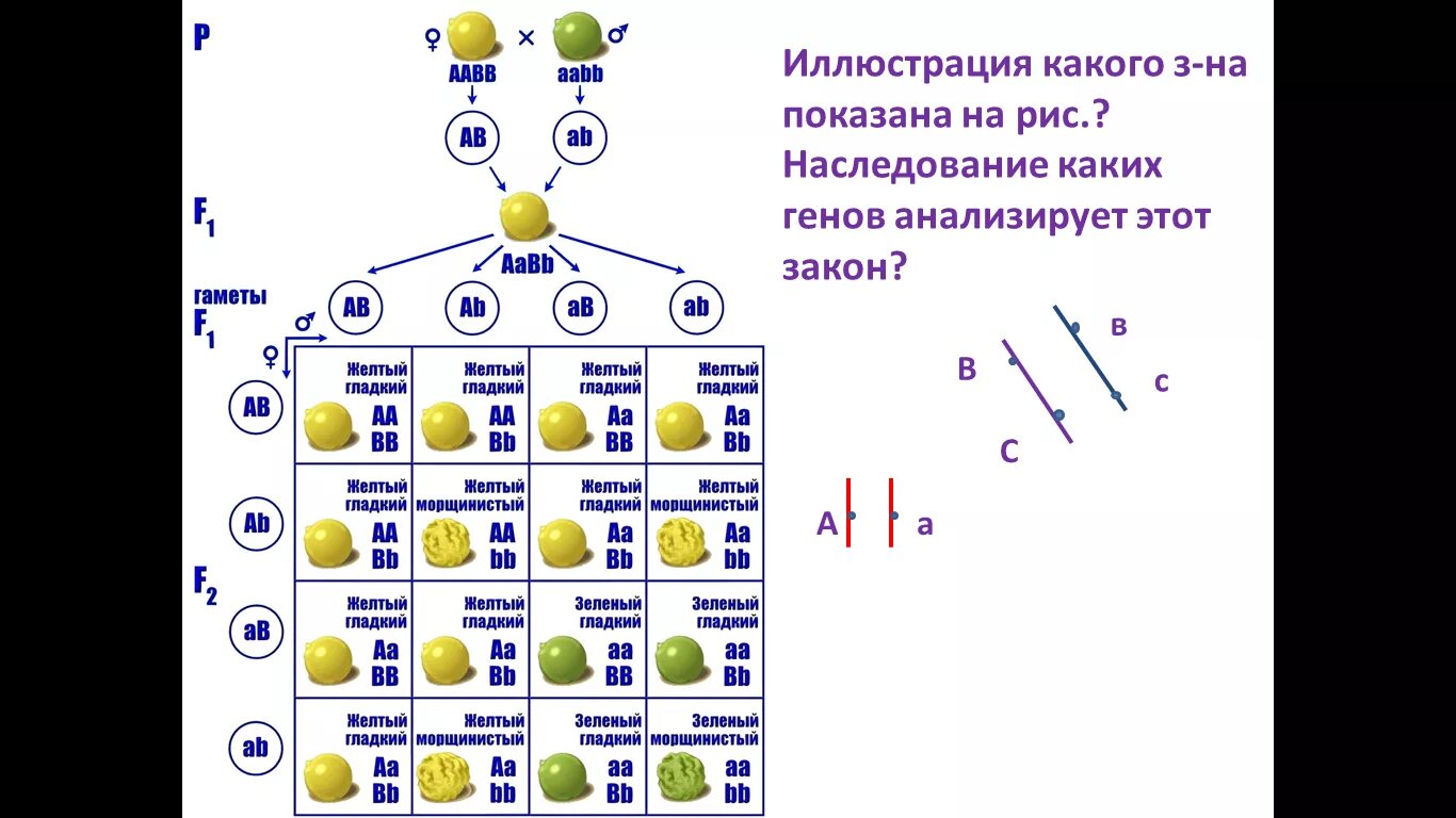 Решетка Пеннета дигибридное скрещивание. Таблица дигибридного скрещивания решетка Пеннета. Решетка Пеннета для дигибридного скрещивания. Как строить решетку Пеннета при дигибридном скрещивании.