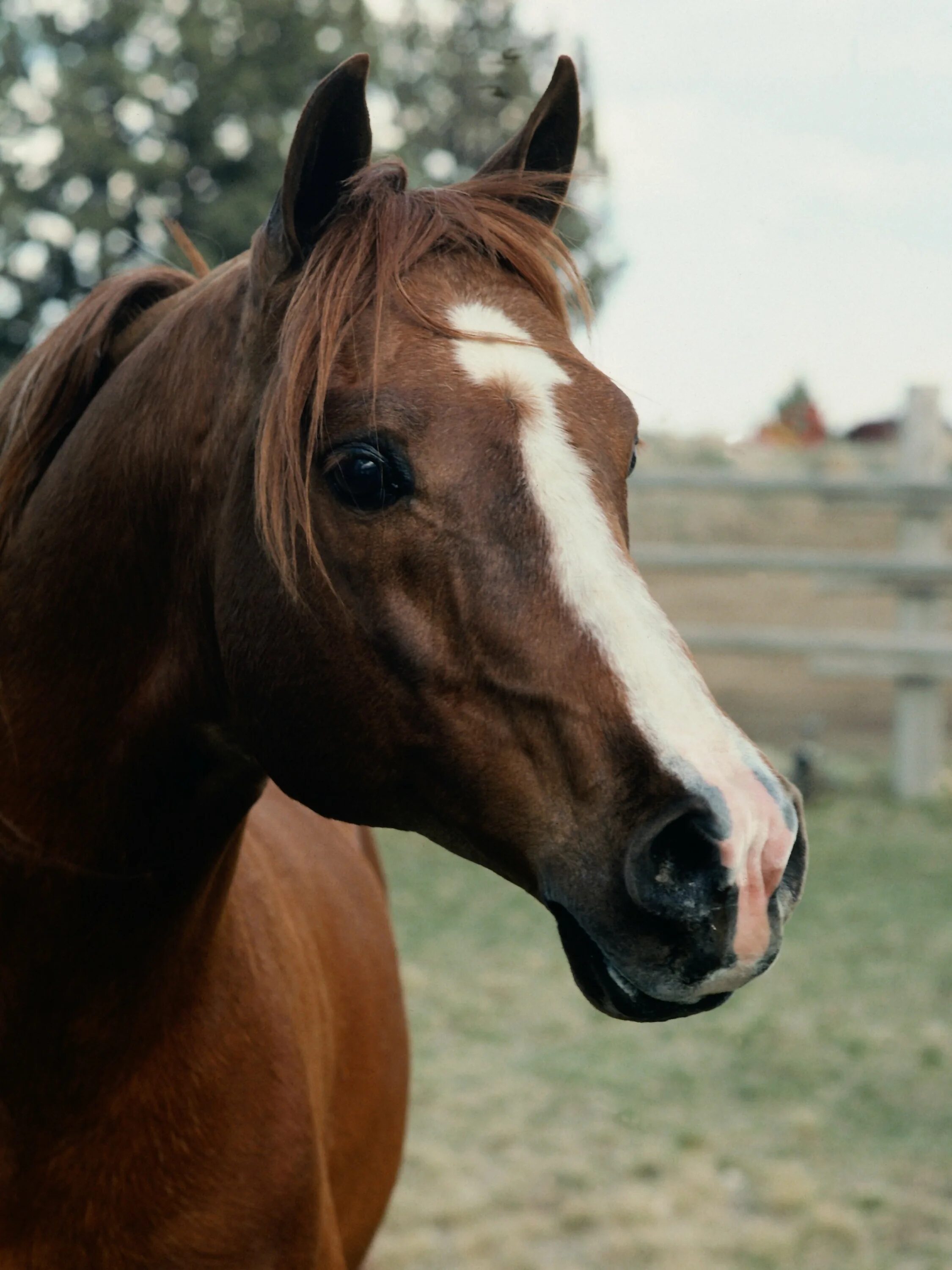 Нужны лошадки. Любимые животные лошади. Лошадки ухоженные. Лошади реальные фото. Лошадь из Инстаграм.