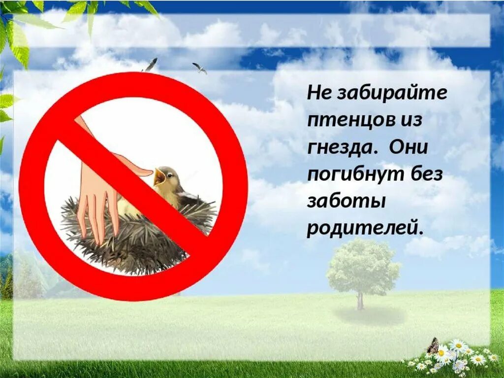 Правила бережного отношения к природе. Знаки о бережному отношению к природе. 10 Правил бережного отношения к природе. Бережное поведение в природе. Основные правила отношения к природе