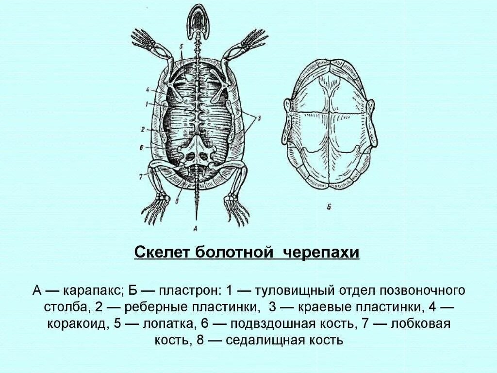 Особенности строения черепахи. Осевой скелет черепахи. скелет черепахи строение карапакса и пластрона поясов конечностей. скелет черепахи строение. строение скелета черепах.