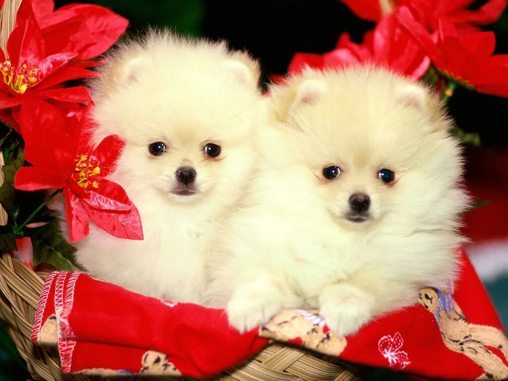 Красивые щенки. Красивые собаки. Маленькие собачки. Самые красивые щенки.