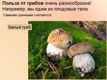 Белые грибы это какие