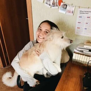 Собака плюс 2 собаки