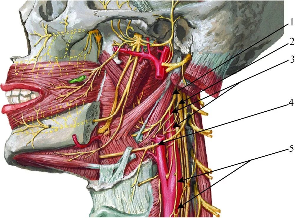 Ганглионит крылонёбного узла. Сонная артерия и языкоглоточный нерв. Блуждающий нерв иннервация. Сонная артерия яремная Вена блуждающий нерв.
