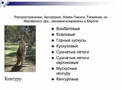 Таксоны млекопитающих