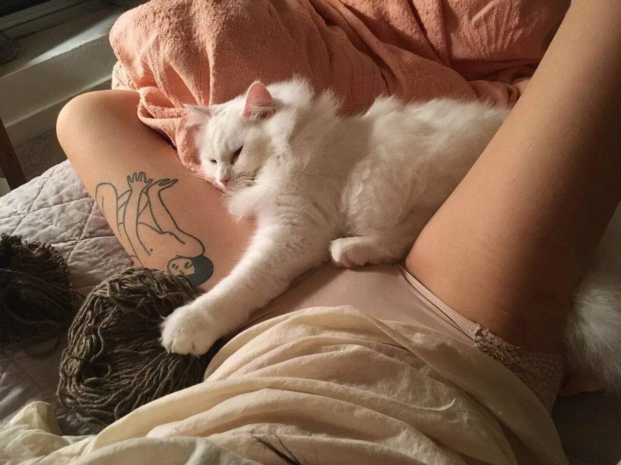 Кот между ног. Бирманская голубая кошка. Красивые кошки. Кисы молодых девушек. Девушка с кошкой между ног.