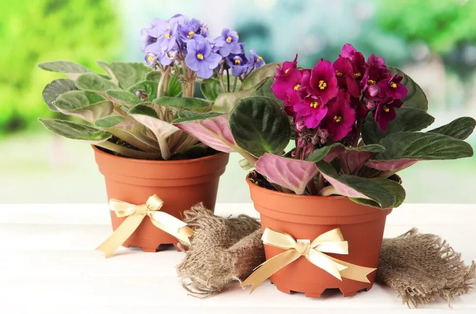 Фиалка микс d12. Фиалка баттерфляй. Фиалка мужегон. Фиалка узумбарская пинк. Фиалка микс d12 h20.