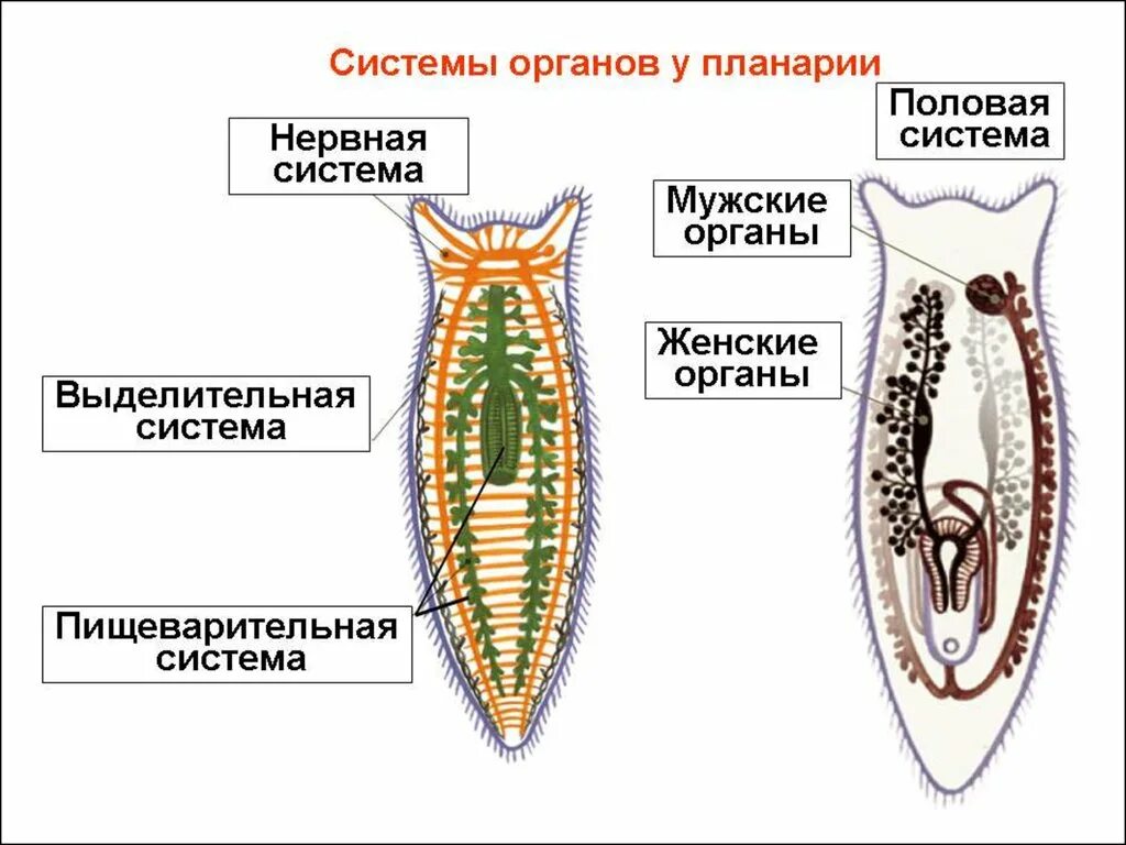 Какая часть белой планарии выполняет двигательную функцию. Плоские черви молочная планария. Пищеварительная и половая система планарии. Пищеварительная система белой планарии. Строение плоских червей планария.