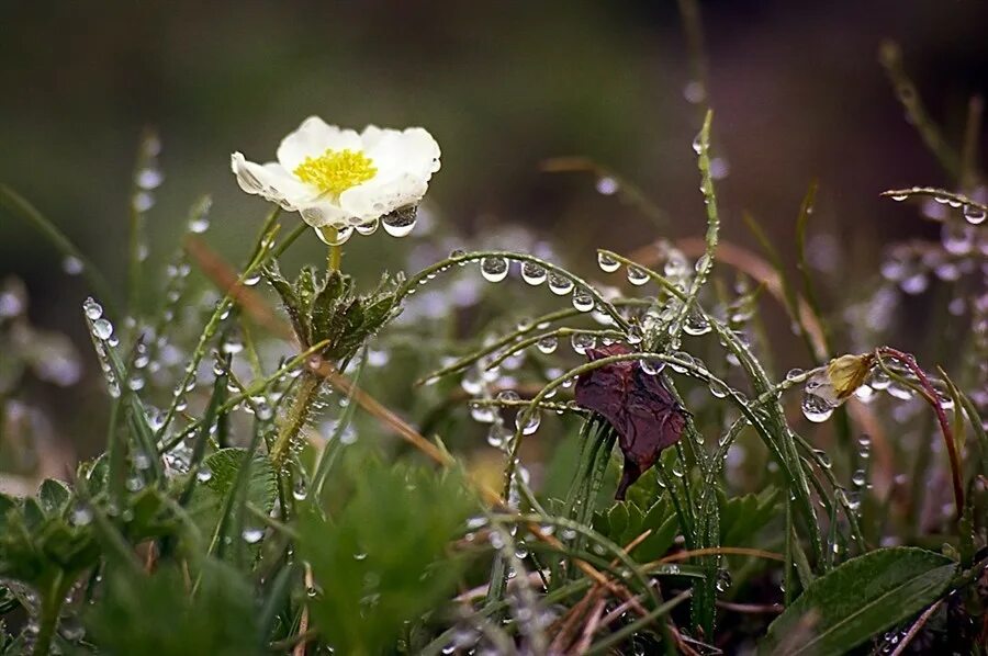 Шиповник желтый дождь. Весенний дождь. Как известно после дождя цветы начинают пахнуть. Сирень под дождем. Лето дождь цветы.