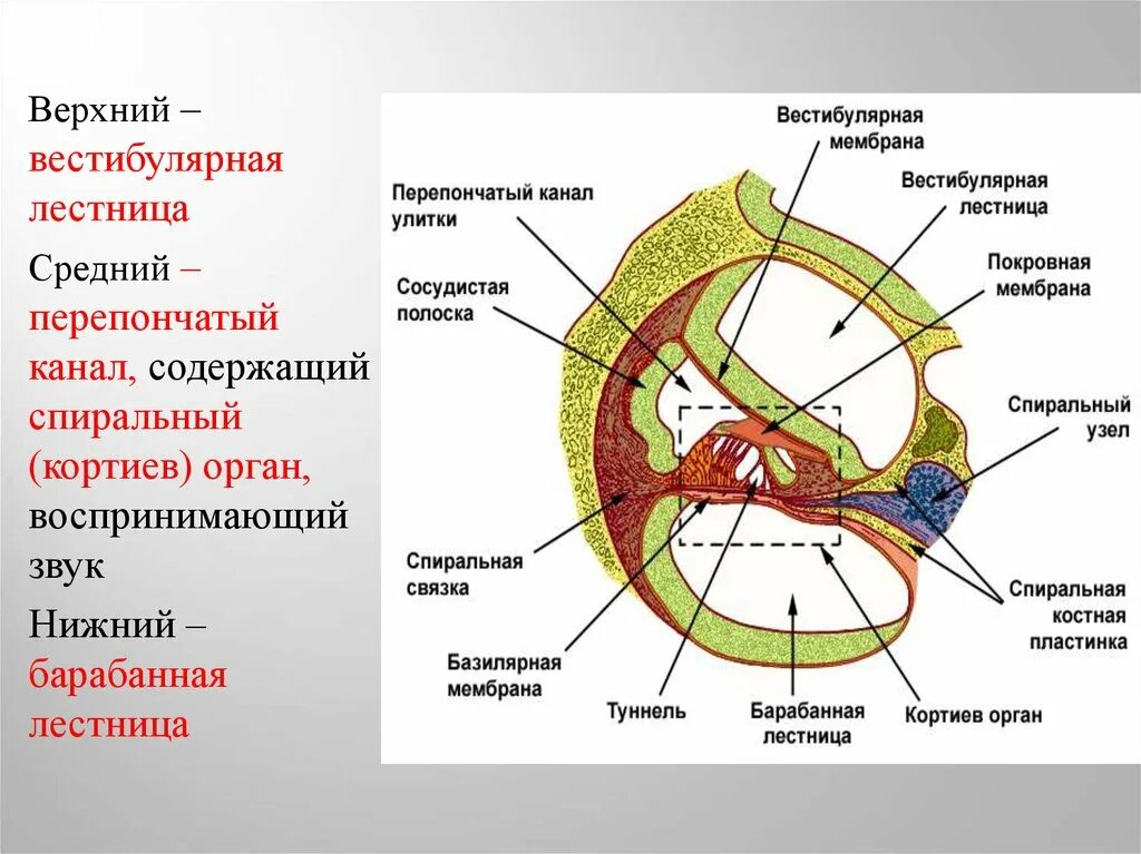 Кортиев орган вестибулярный аппарат. Вестибулярная лестница улиткового канала содержит. Барабанная и преддверная лестницы. Строение улиткового канала. Вестибулярная и барабанная лестница улитки.