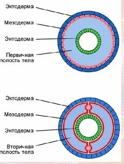 Первичная полость тела функции