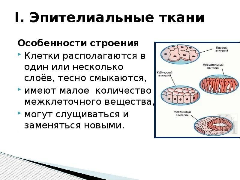 Эпителиальное строение функции. Строение эпителиальной ткани анатомия. Строение эпителиальной клетки схема. Эпителиальная ткань строение и функции. Строение клетки эпителиальной ткани.