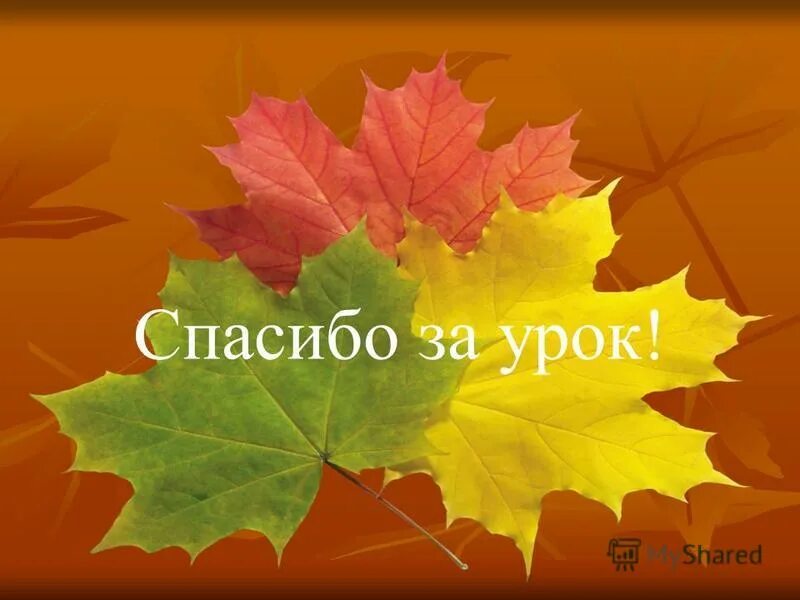 Урок листопада валентин берестов. Берестов листопад. Берестов листопад стихотворение. Первый листопад. Урок листопада.
